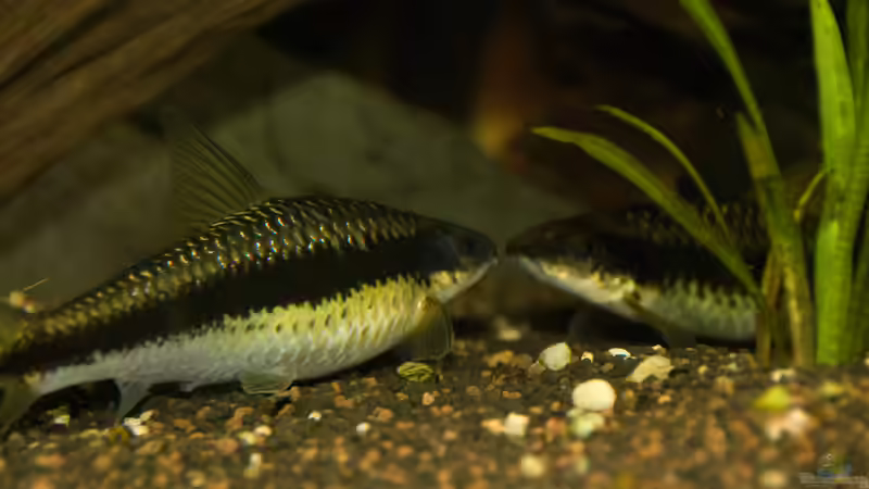 Küssende Rüsselbarben von Verkaufe mein Aquarium (16)