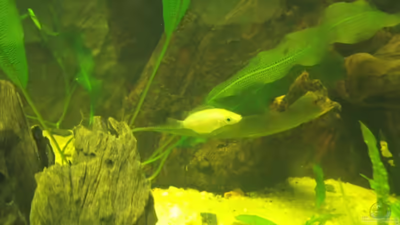 Aquarien mit Helostoma temminckii (Küssender Gurami)