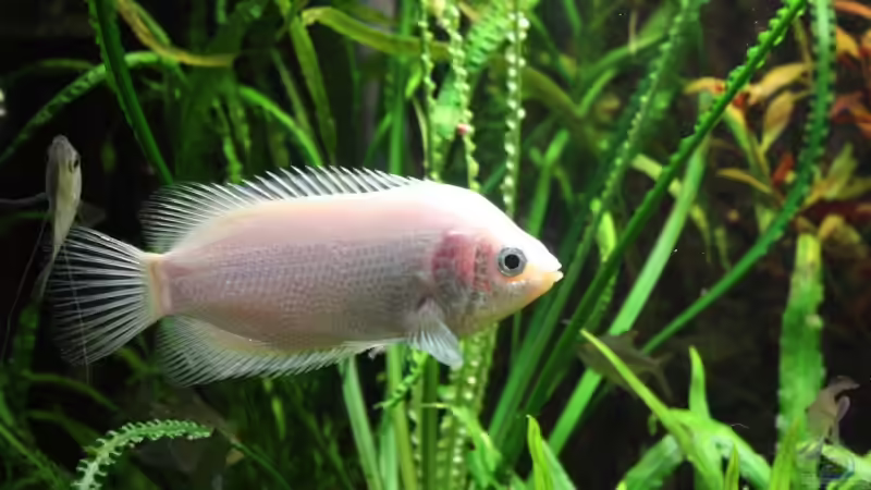 Aquarien mit Helostoma temminckii (Küssender Gurami)