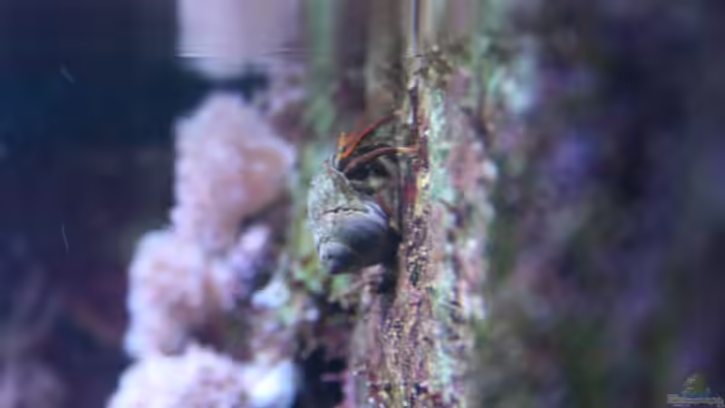 Küsteneinsiedler von Susanne Axt (48)