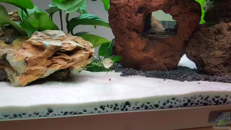 Kufi (3) von Nordlicht Ka (5)