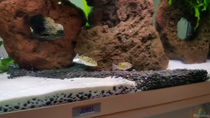 Kufi (4) von Nordlicht Ka (6)