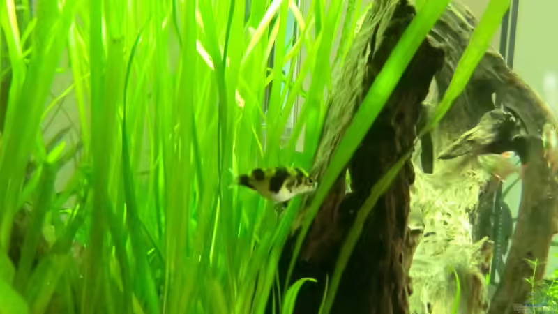 Kugelfisch mit vollgefressenem Bauch von ~Südamerika~ (6)