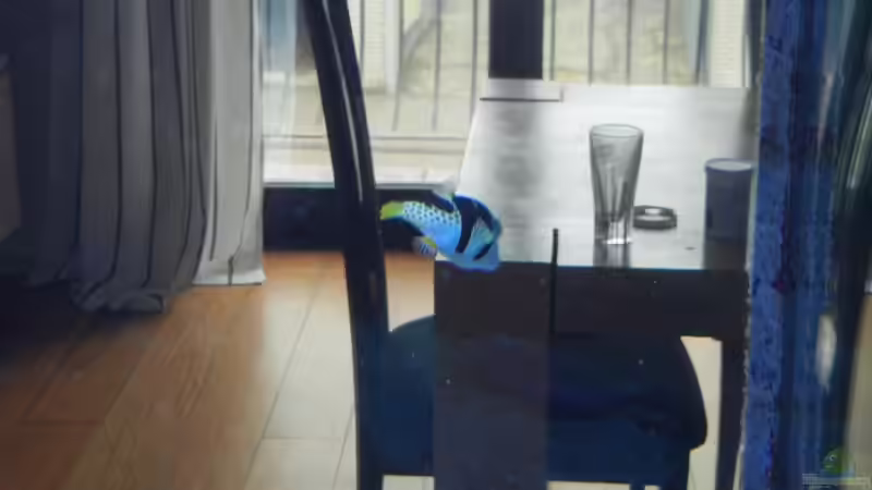 Kugelfisch von JuWa (43)