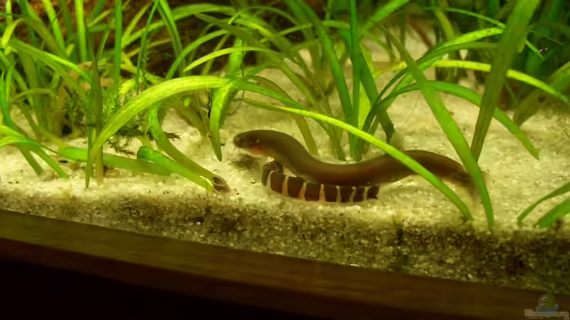 Kuhliis von Marmax (33)