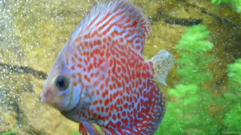 Kunibert der verfressene von Ralf Hoffmann (19)