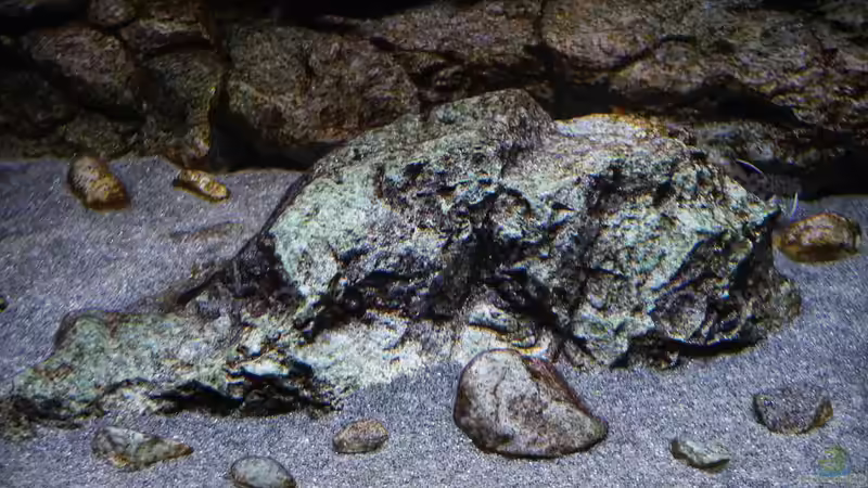 Kunstfels mit Bewuchs 02.11.2014 von DER YBBSTALER (29)