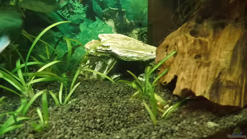 Kunsthöhle in der Stromnlinienpanzerwelse schutz finden von aqua david (15)