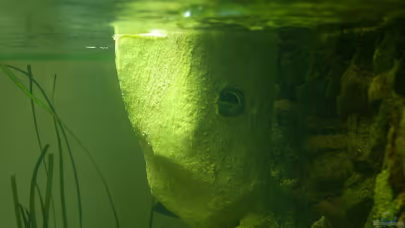 Kunststein mit Turbelle von Nico A. (12)