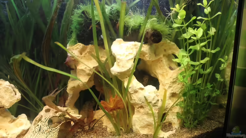 Kunststein von DreamTümpel (9)