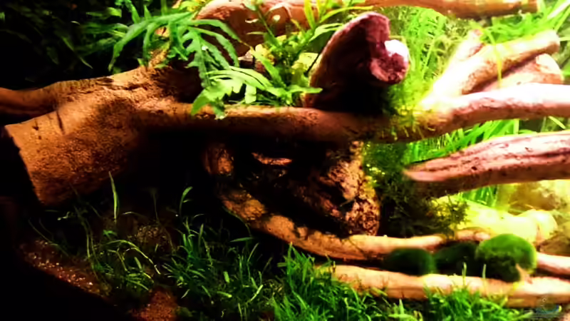 Kunstwurzel in Braun liegend von snooze (31)