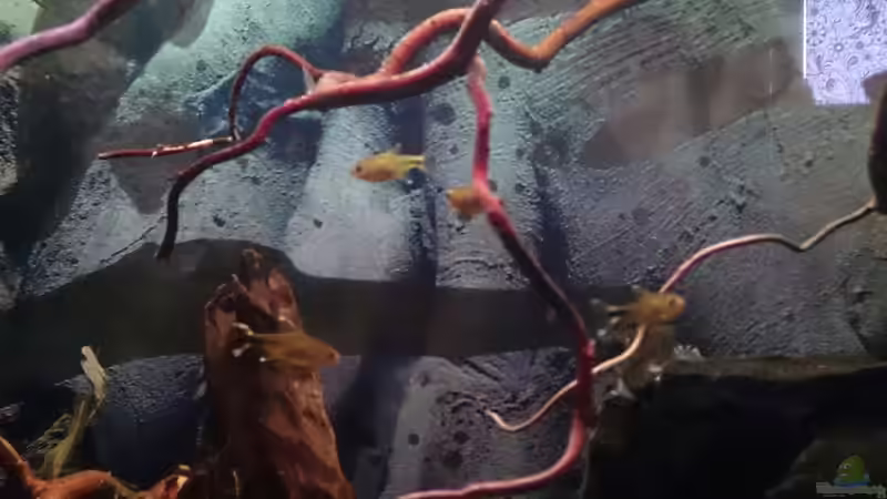 Kupersalmler  von Miss Kasimir (11)