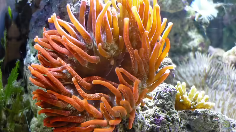 Kupfer Anemone von Red ( Jürgen ) (15)