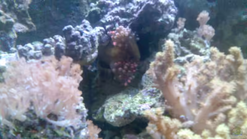 Kupferanemone (bei der Teilung) von Olaf Richter (4)