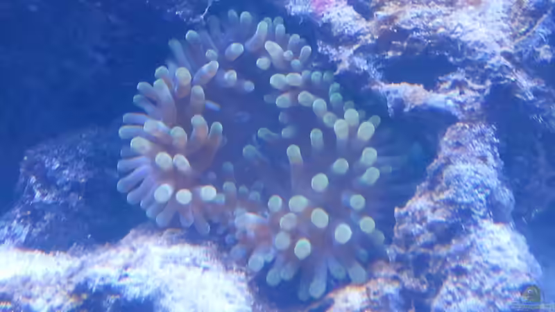 Kupferanemone von David F. (15)