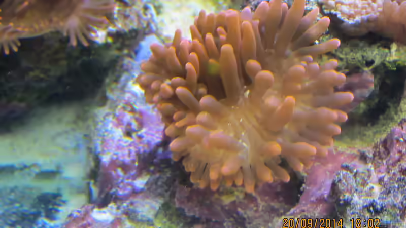 Kupferanemone von lippfisch (36)
