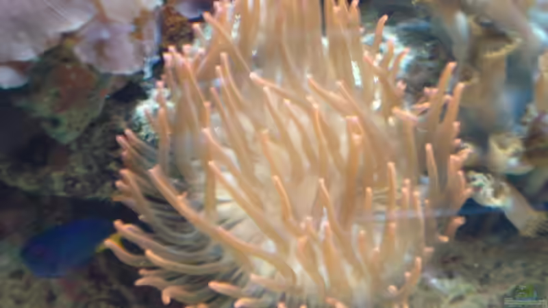 Kupferanemone von Mario Dorner (19)