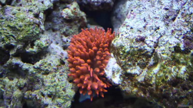 Kupferanemone von Thorsten John (26)