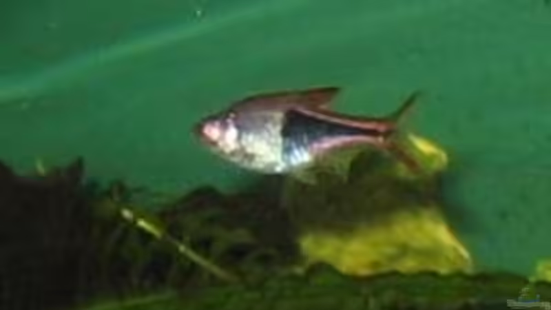 Kupferkeilsalmler von Gaspode (24)