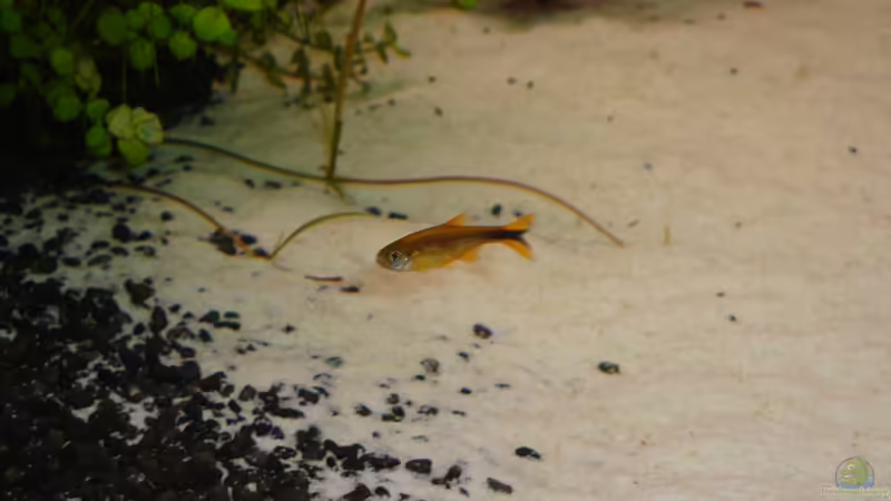 Kupfersalmler - Männchen von Goos (28)