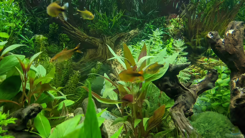 Kupfersalmler, besonders schön gefärbt (11.06.2020) von Ameisenalex (65)