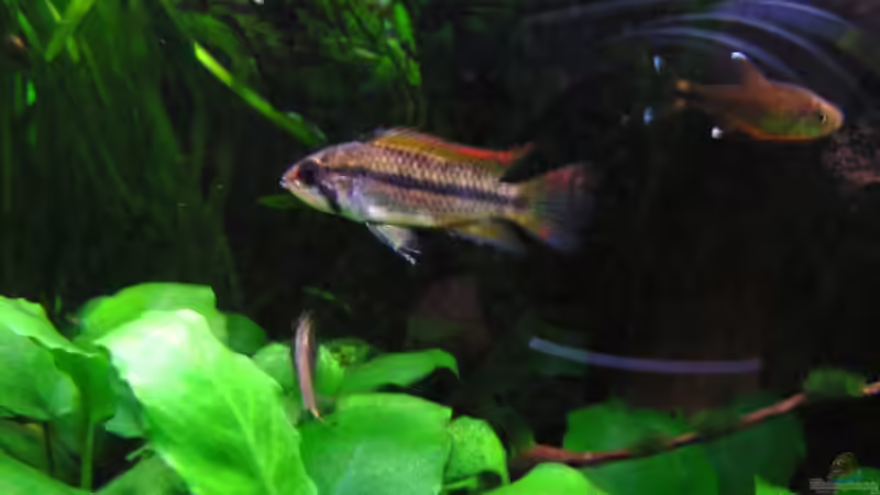 Aquarien mit Hasemania nana (Kupfersalmler)
