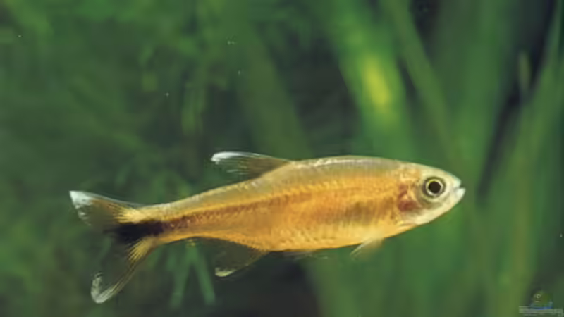 Aquarien mit Hasemania nana (Kupfersalmler)