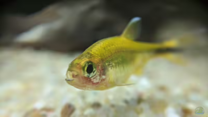 Kupfersalmler hautnah (17.06.2020) von Ameisenalex (58)