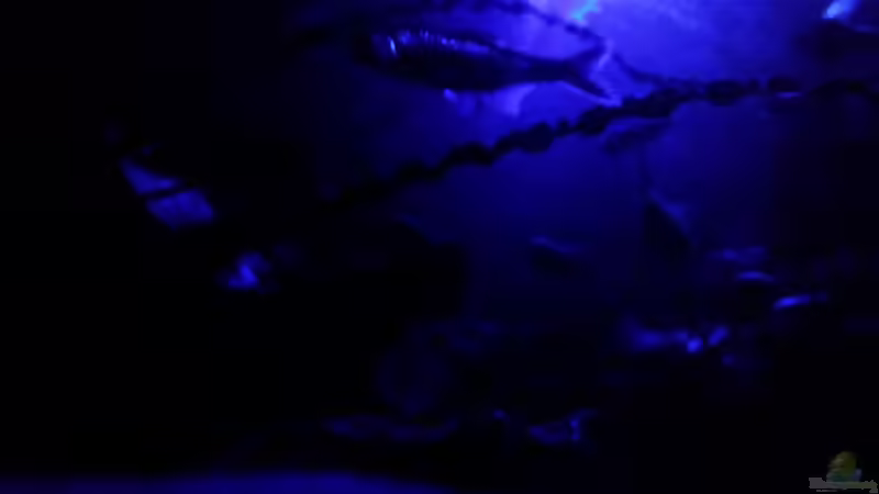 Aquarien mit Hasemania nana (Kupfersalmler)