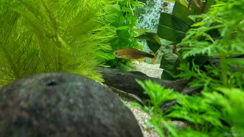 Kupfersalmler im Pflanzendschungel (11.06.2020) von Ameisenalex (66)