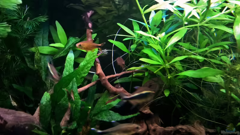 Kupfersalmler und Neons von Martin L. (10)