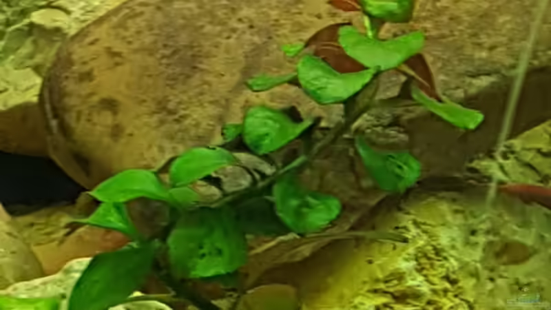 Kupfersalmler von Aqua-Ossie (14)