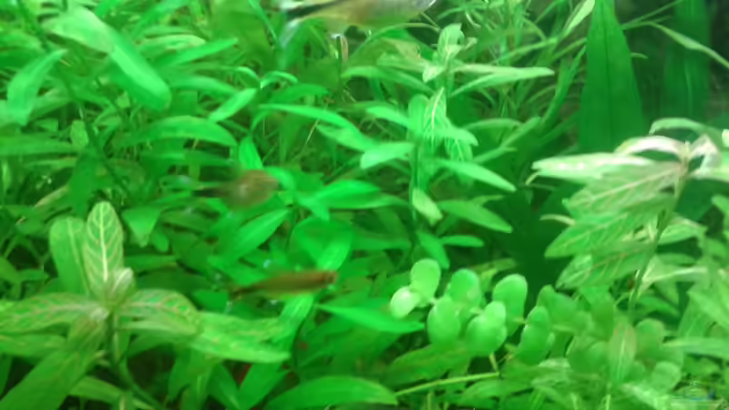 Kupfersalmler von Deoroller (76)