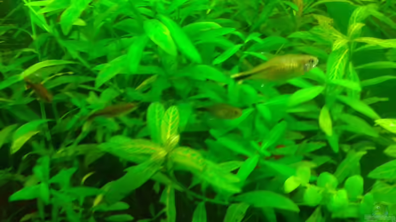 Kupfersalmler von Deoroller (77)