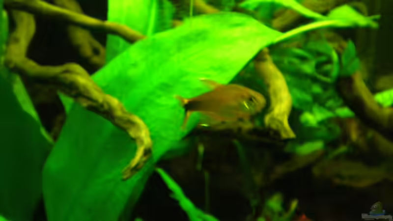 Kupfersalmler von Erwinio (22)