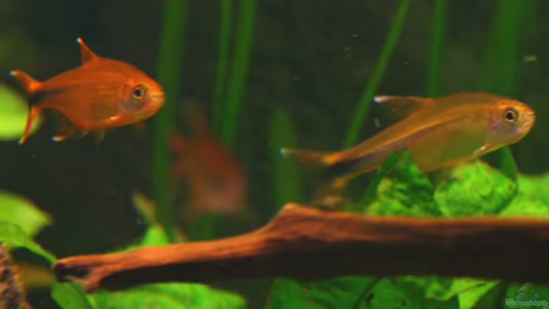 Kupfersalmler von Fischkopp (12)