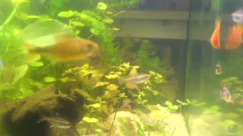 Kupfersalmler von Lars Albrecht (9)