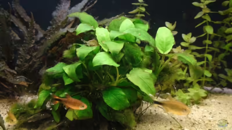 Kupfersalmler von xAquix (3)