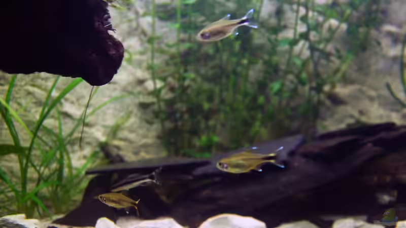 Aquarien mit Hasemania nana (Kupfersalmler)