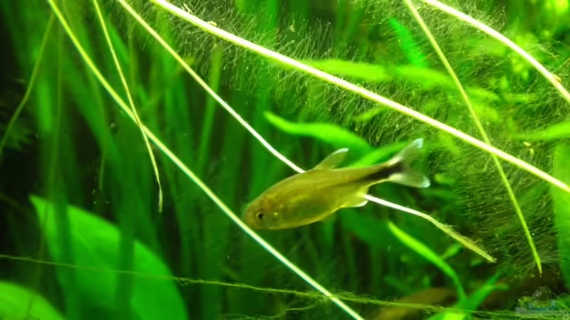 Einrichtungsbeispiele mit Salmlern