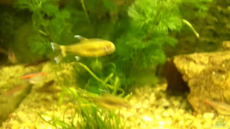 Aquarien mit Hasemania nana (Kupfersalmler)