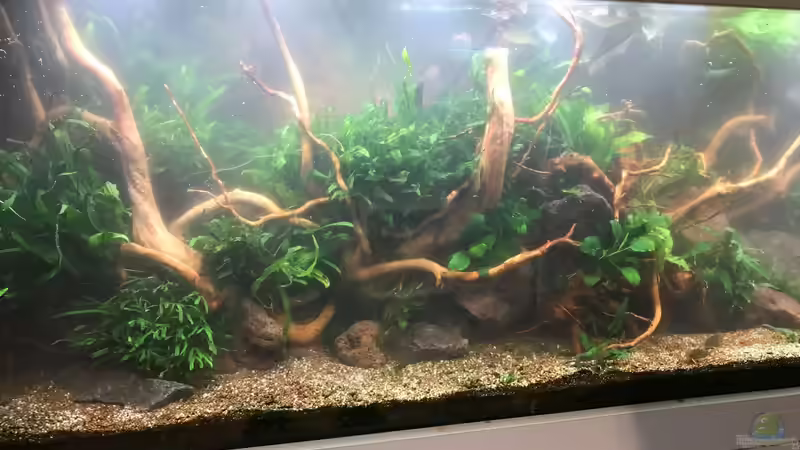 kurz nach Befüllung von Der Nicky (28)