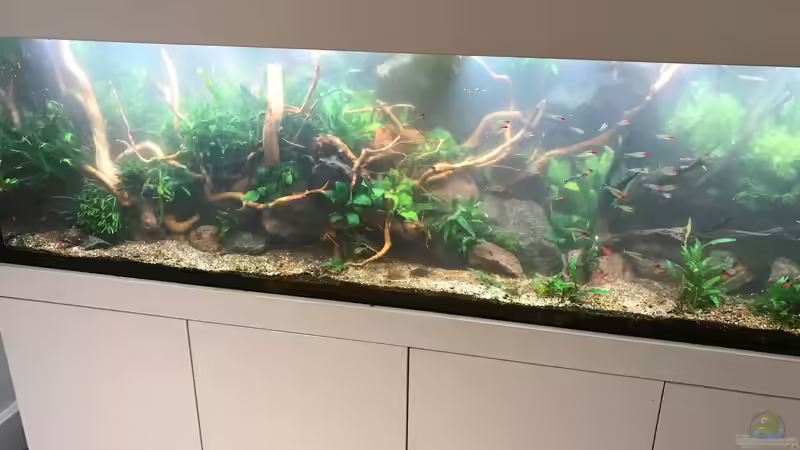 kurz nach Befüllung von Der Nicky (29)