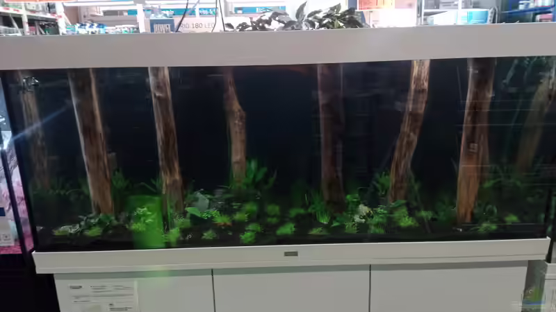 kurz nach dem bepflanzen des Becken´s...war eine ganz schöne Arbeit ^^ von Torsten Bullmahn (5)