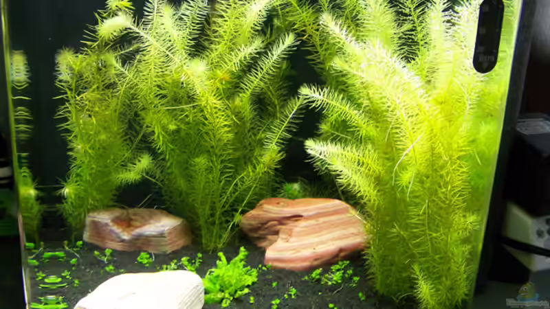 Kurz nach dem Einpflanzen von Tamura (5)