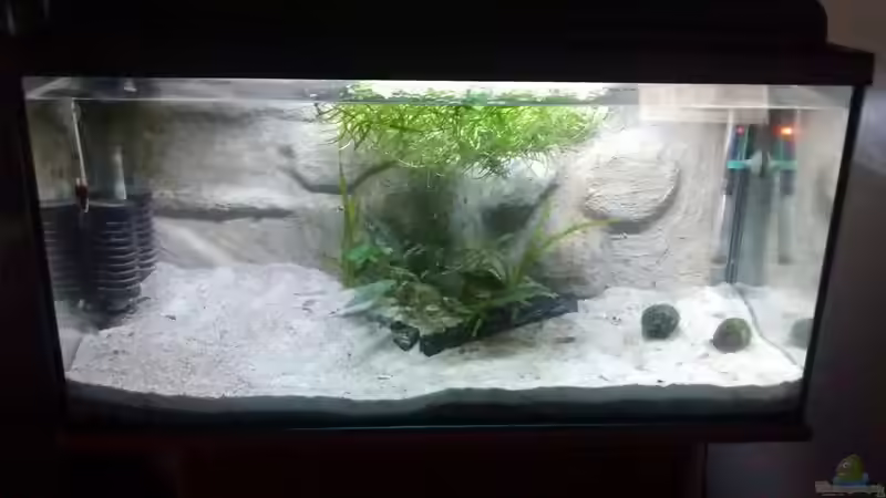 kurz nach dem einrichten, noch mit altem Filter und ohne Schneckenhäuser von Paul8 (3)