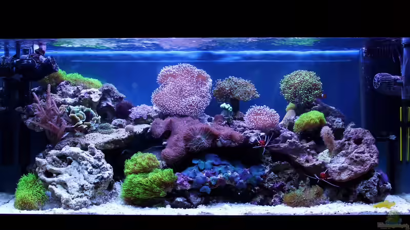 kurz nach dem Einrichten im November von die Perle... (2)