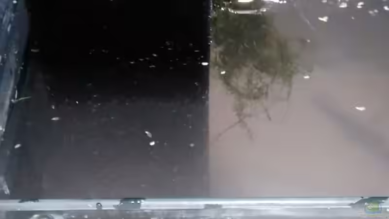 kurz nach dem einrichten und animpfen von Paul8 (10)