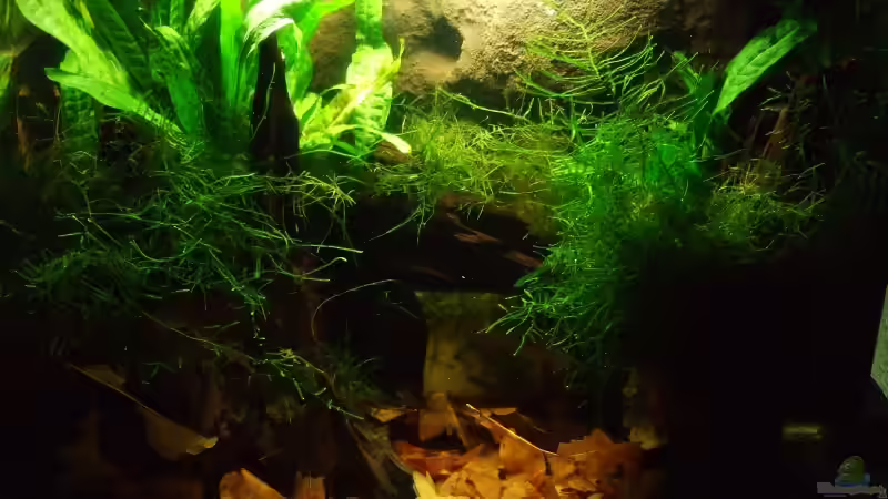 kurz nach dem Einrichten von Alex Stark (2)