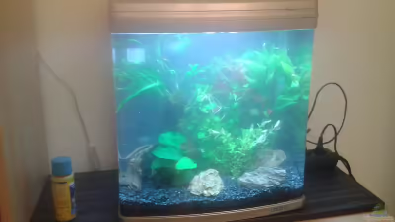 kurz nach dem Einrichten von cafesoleil (5)